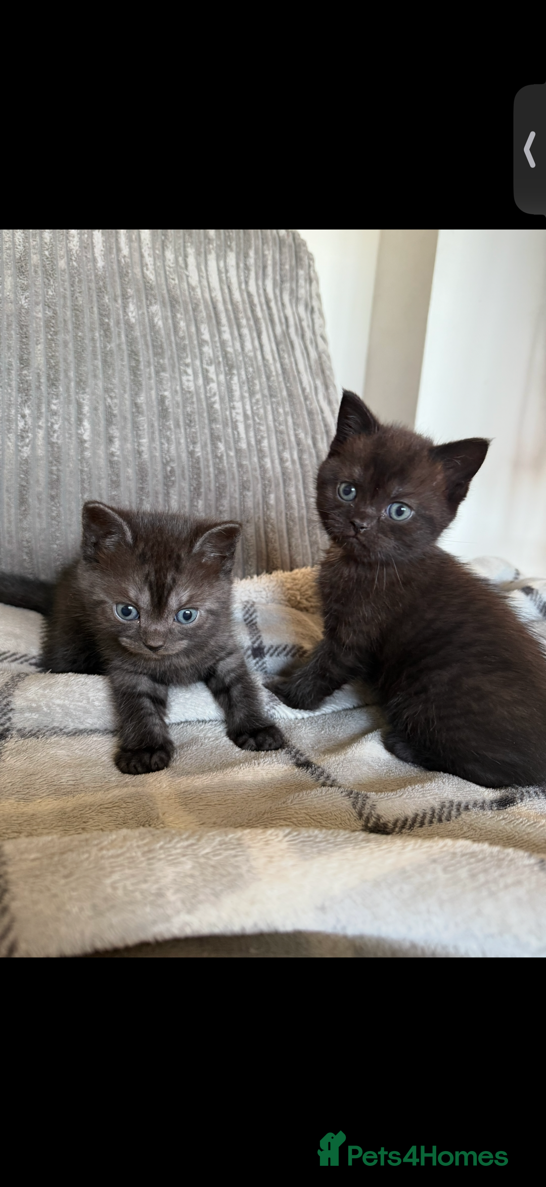 British Shorthair cats for sale: British shorthair kittens  - Image 1