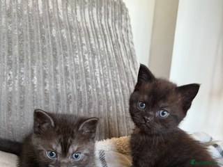 British Shorthair cats - Advert 4