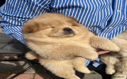 Chow Chow dogs for sale: Chow chow  - Image 3
