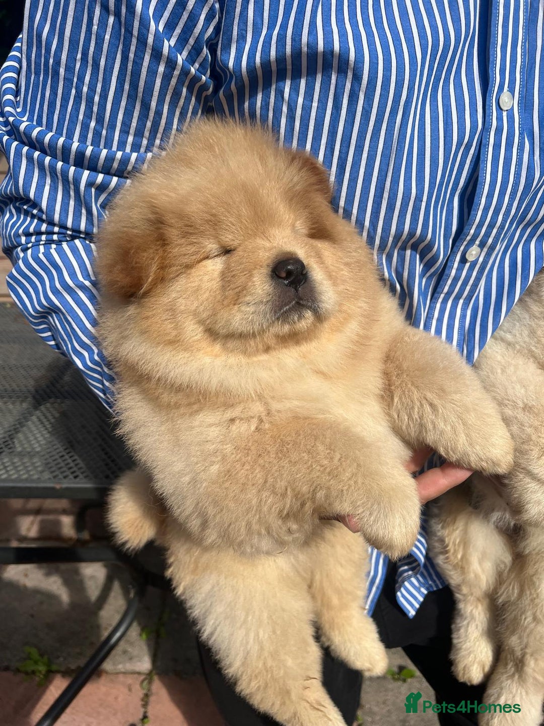 Chow Chow dogs for sale: Chow chow  - Image 3