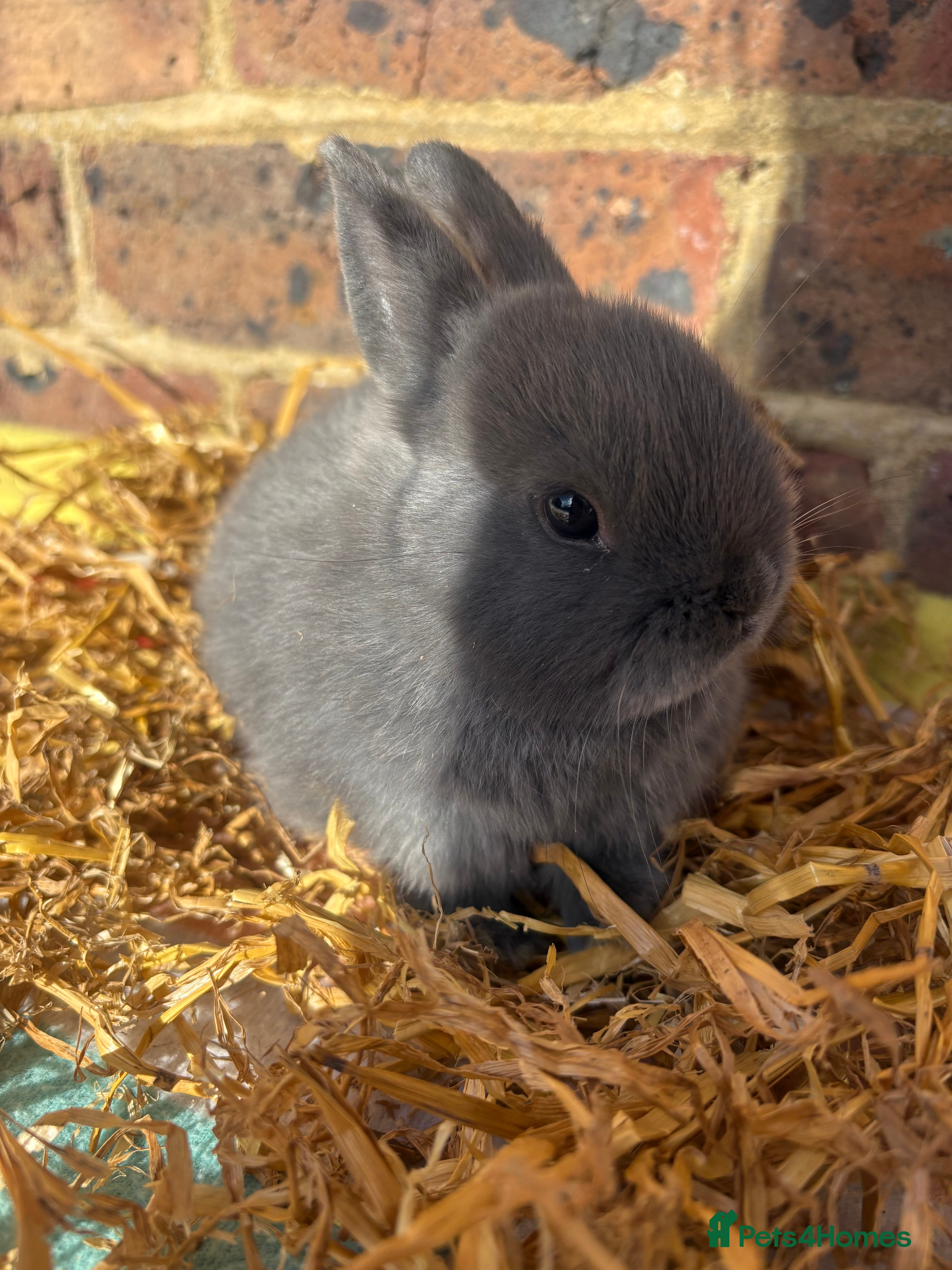 Netherland Dwarf rabbits   Netherland Dwarf bunny - Advert 9