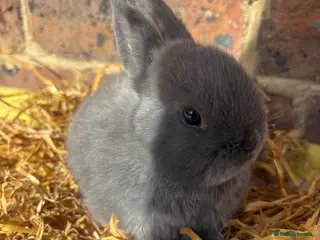 Netherland Dwarf rabbits Netherland Dwarf bunny - Advert 9