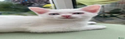 Mixed Breed cats for sale: 3 gorgeous white kittens 12 weeks old - Advert 27