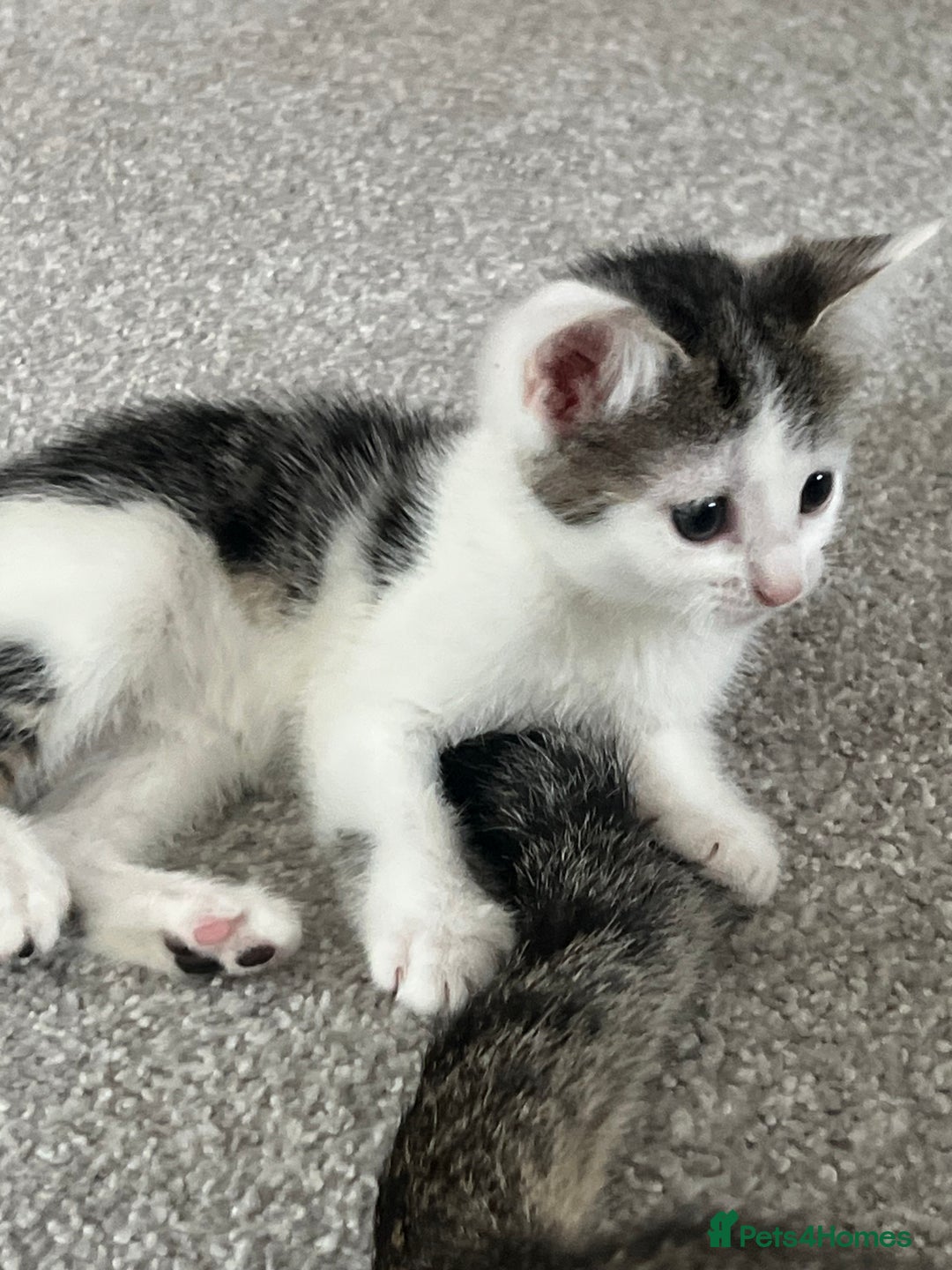 Mixed Breed cats for sale: Kittens  - Image 21