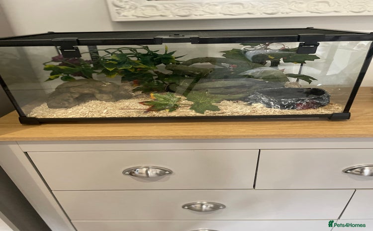 Corn Snake reptiles - Advert 10