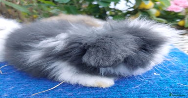 Angora rabbits - Advert 11