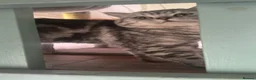 British Shorthair cats for sale: Gorgeous silver tabby British shorthair male  - Advert 7