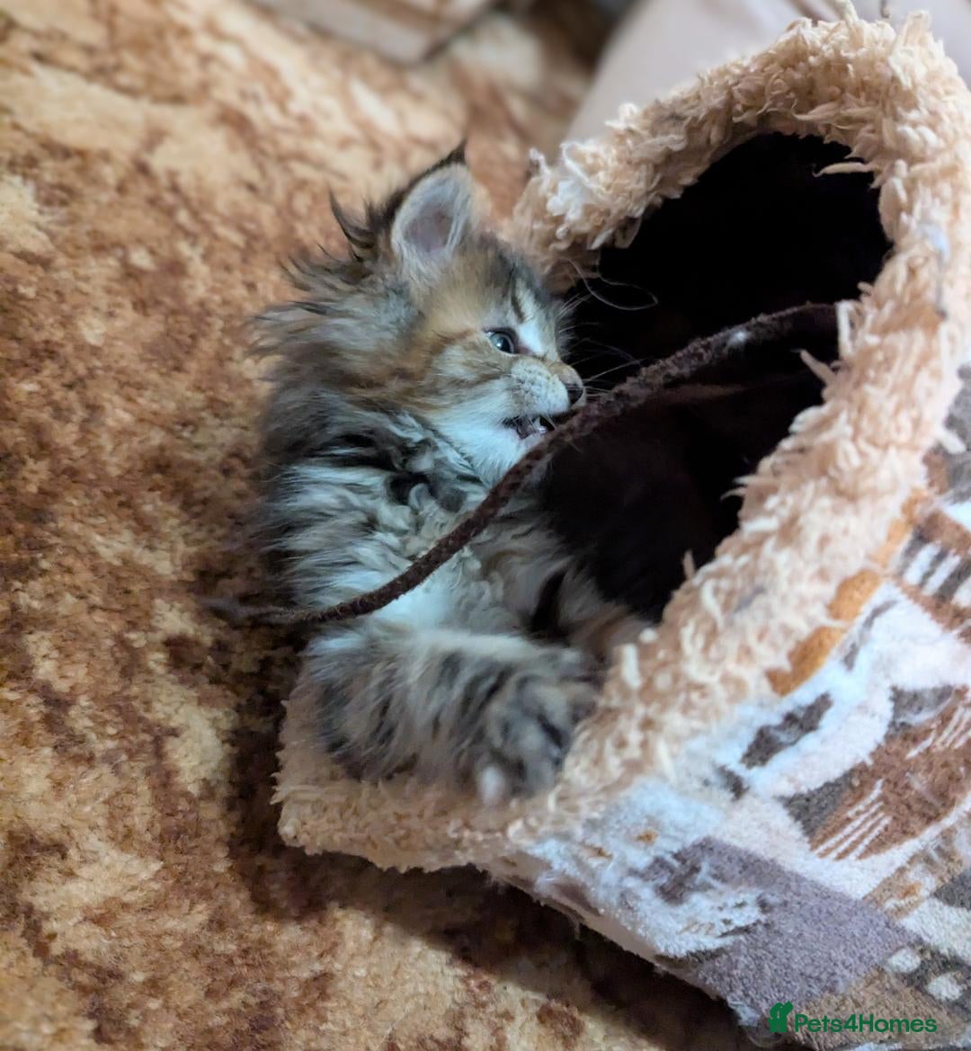 Maine Coon cats for sale: 🎄3 Purebred Maine Coon Girls – Ready 23 Dec 🎄 - Advert 8