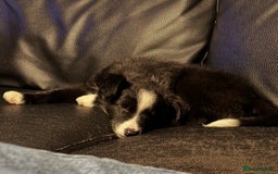 Border Collie dogs for sale: Border Collies looking for a new loving home - Image 4