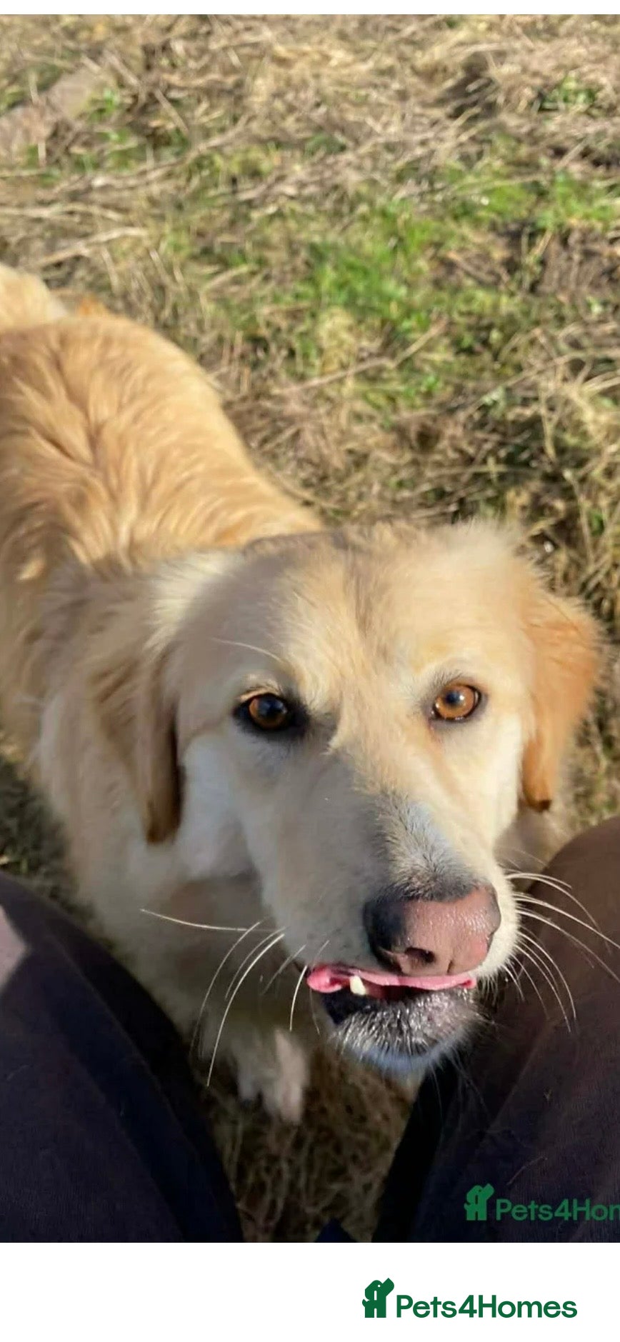 Perdita - now reserved — Mixed Breed