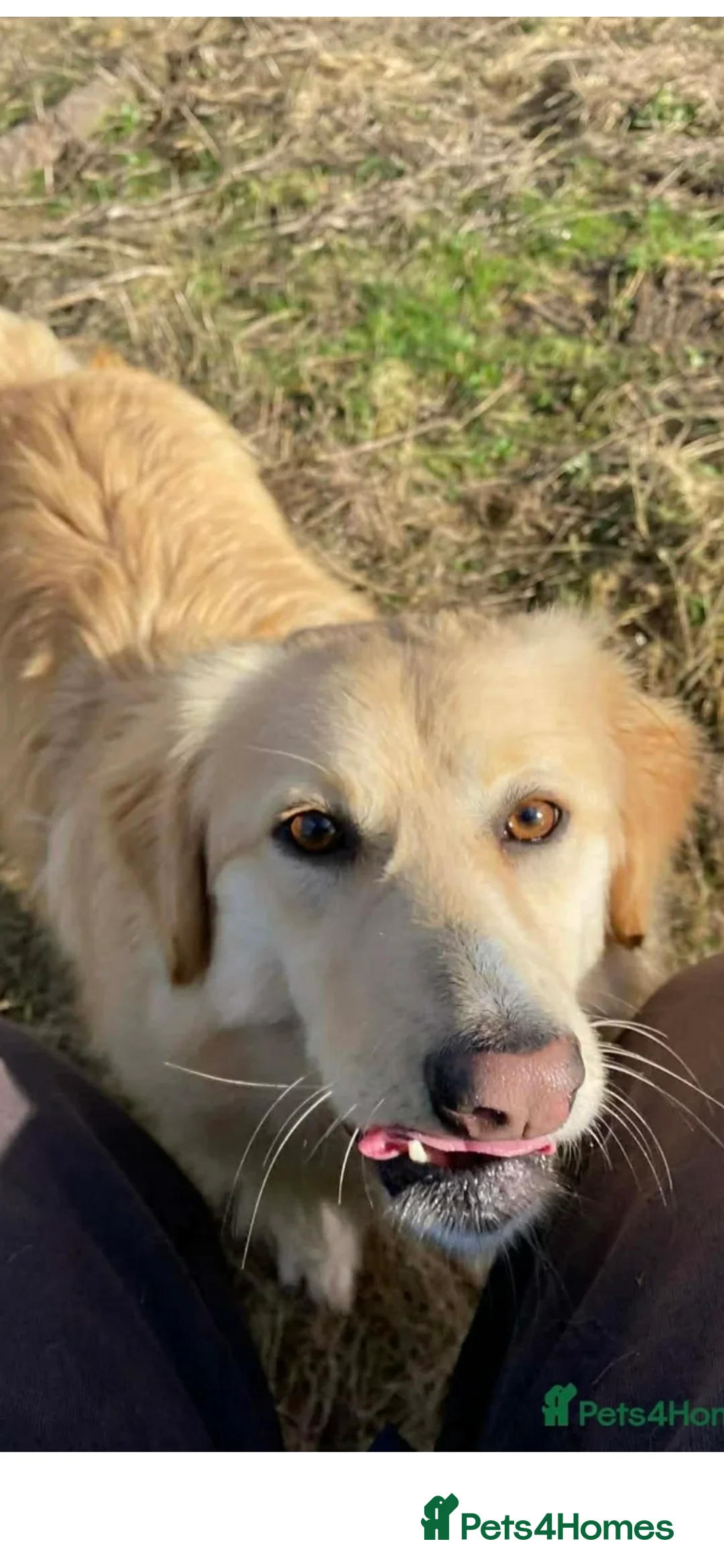 Mixed Breed dogs for adoption: PERDITA - PATIENTLY WAITING FOR YOU? in Worcester - Advert 6