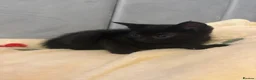 Mixed Breed cats for sale: 2 black female kittens ready now  - Advert 9