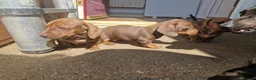 Miniature Dachshund dogs for sale: Miniature chocolate dapple black tan dachshund - Advert 31