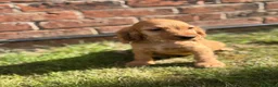 Cocker Spaniel dogs for sale: kc registered cocker spaniels  - Advert 3