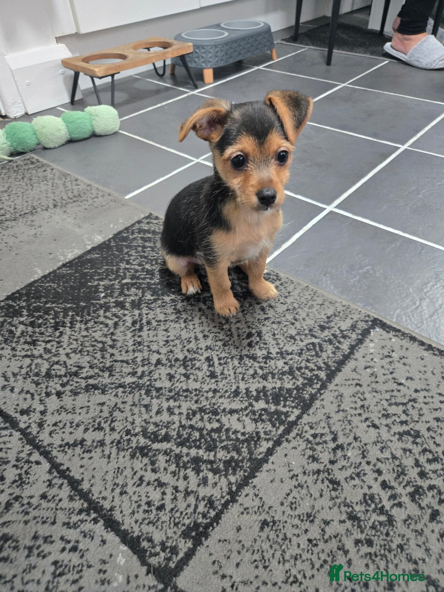 Mixed Breed dogs Jack Russell terrier  - Advert 2