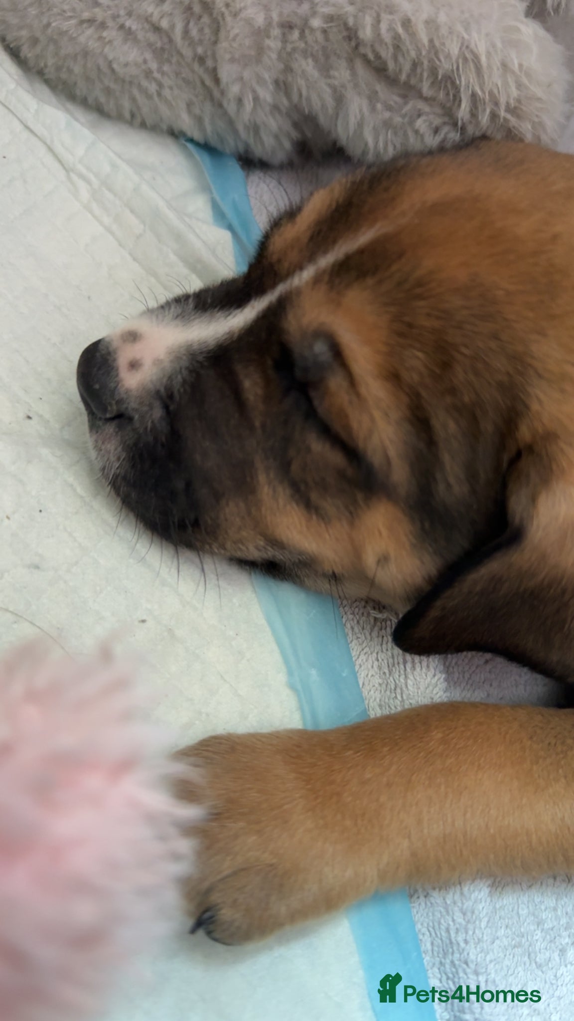 Mixed Breed dogs Mix Husky/Italian Mastiff Female Pups - Advert 1