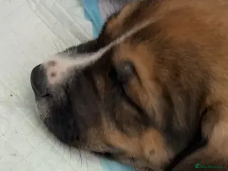 Mixed Breed dogs Mix Husky/Italian Mastiff Female Pups - Advert 1