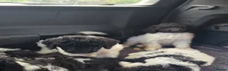 Standard Poodle dogs for sale: Stunning kc registered standard poodle puppies  - Advert 4