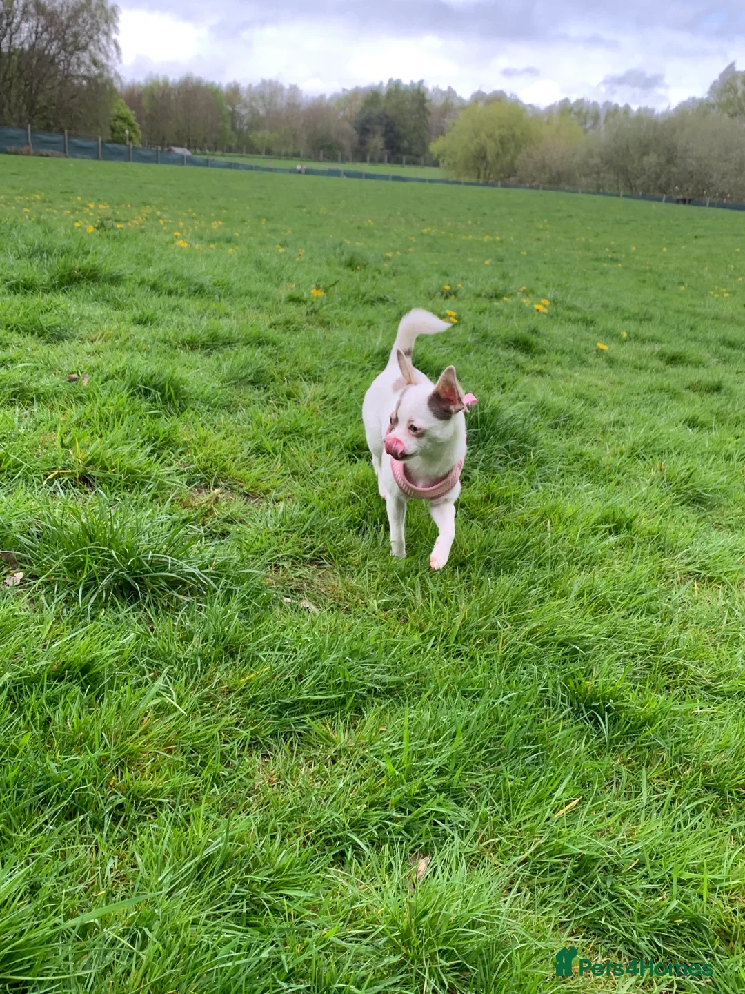 Chihuahua dogs for sale: Young bright chihuahua  - Advert 2