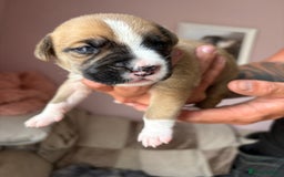 Mixed Breed dogs for sale: Cane corso x rottie - Image 25