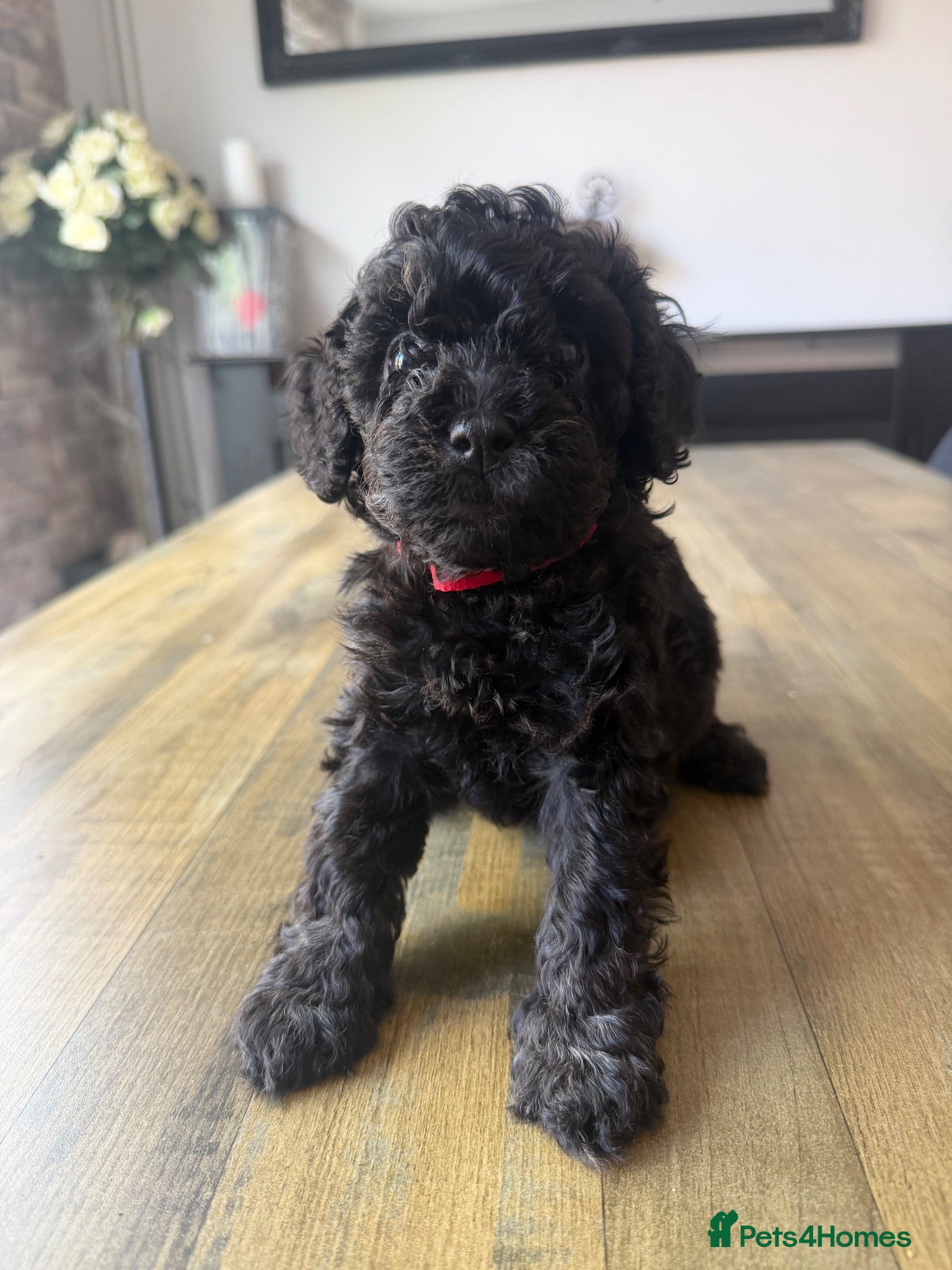 Cockapoo dogs 🐶unique cockapoo puppies🐶 - Advert 1