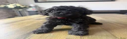 Cockapoo dogs for sale: 2 left boys!!! health tested cockapoo - Advert 1