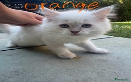 Ragdoll cats for sale: *REDUCED* ready to leave ragdoll kittens - Image 6