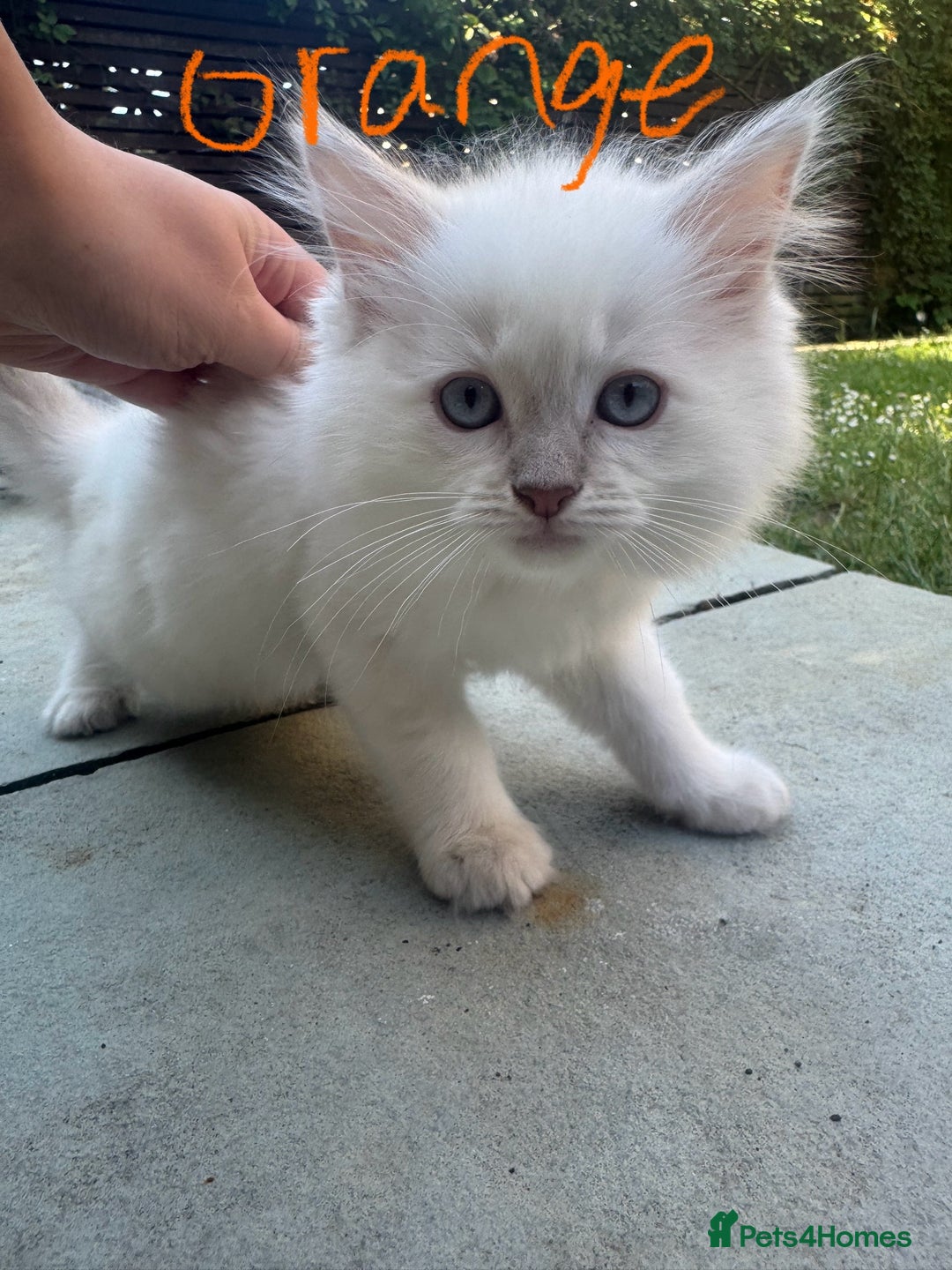 Ragdoll cats for sale: *REDUCED* ready to leave ragdoll kittens - Image 6