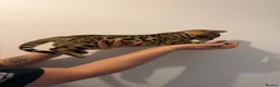 Bengal cats for sale: Bengal kittens - Advert 9