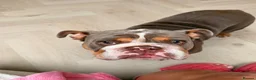 English Bulldog dogs for sale: English Bulldog Seeking a Loving New Home - Advert 1