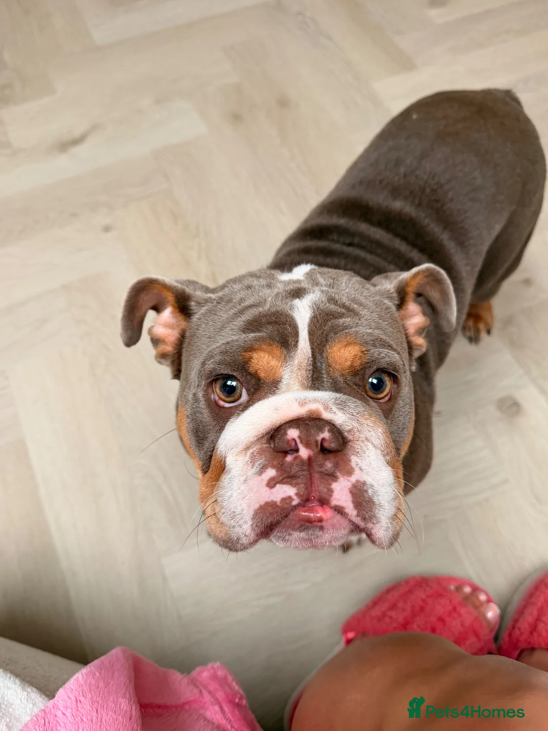 English Bulldog dogs for sale: English Bulldog Seeking a Loving New Home - Advert 1