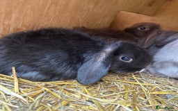 Mini Lop rabbits for sale: Beautiful mini lop bucks and does available  - Image 3