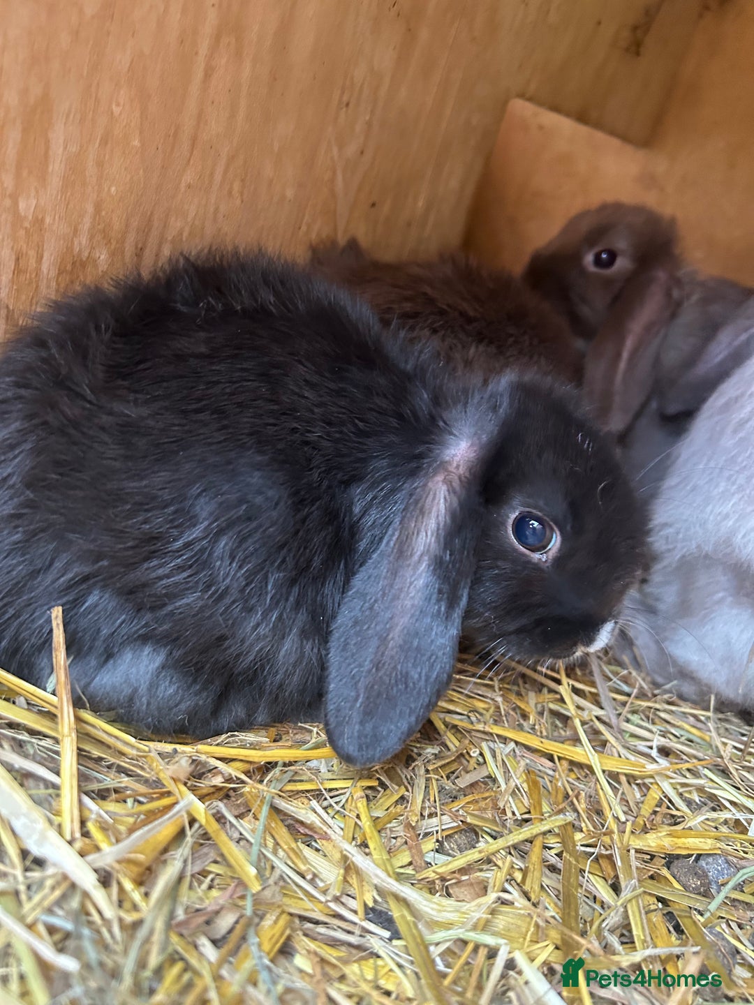 Mini Lop rabbits for sale: Beautiful mini lop bucks and does available  - Image 3
