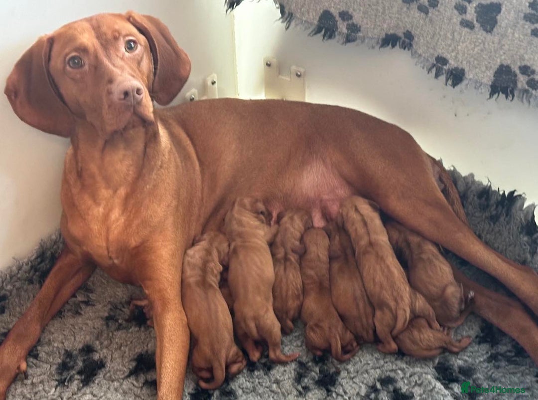 Hungarian Vizsla dogs for sale: KC Hungarian Vizsla Puppies for sale - Image 6