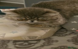 Exotic cats for sale: Exotic female 1 year - Image 3