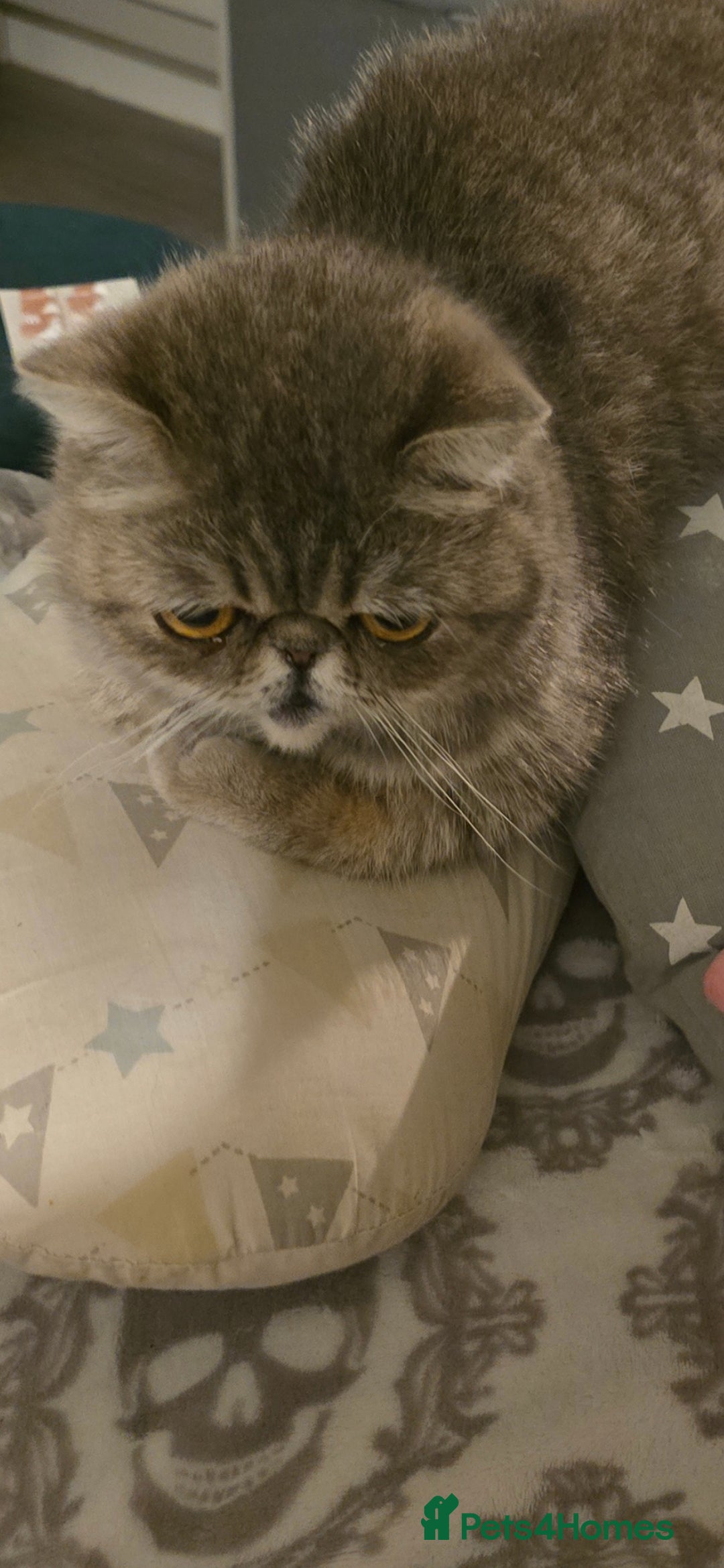 Exotic cats for sale: Exotic female 1 year - Image 3