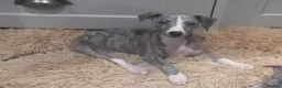 Whippet dogs for sale: Top quality whippet puppies  - Advert 2