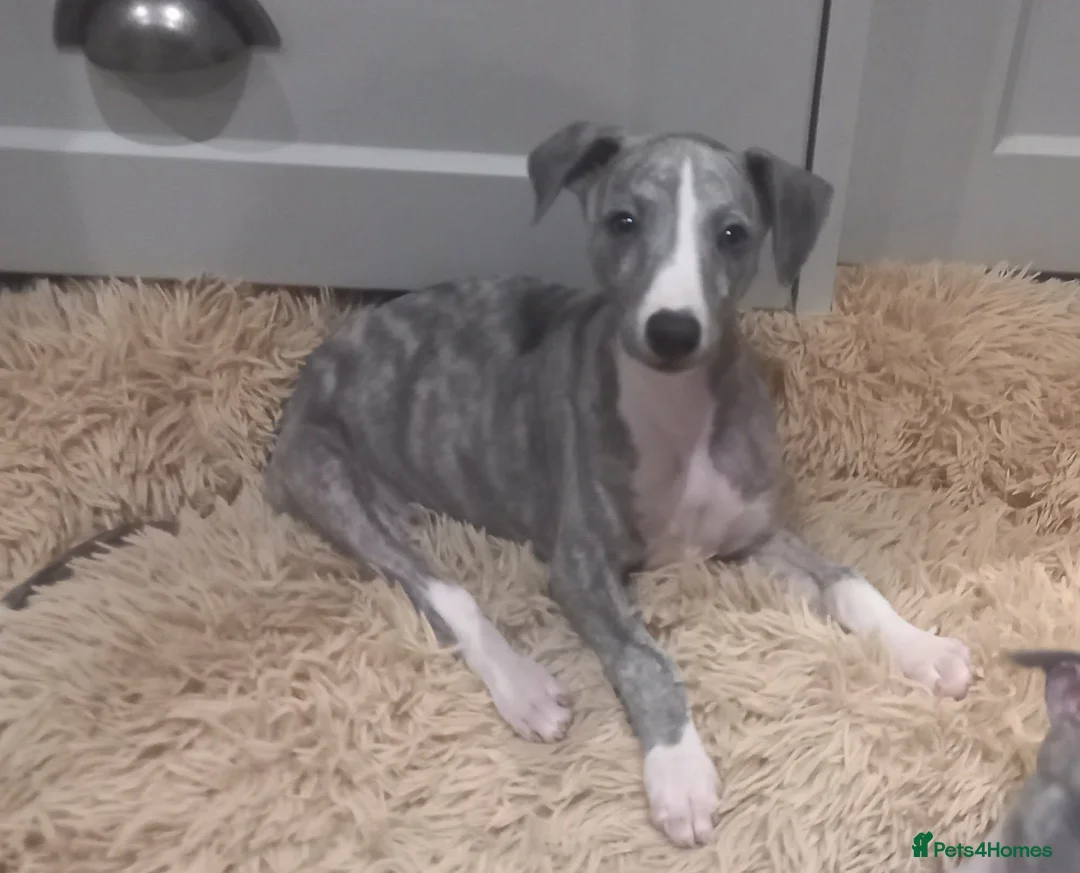 Whippet dogs for sale: Top quality whippet puppies  - Advert 2