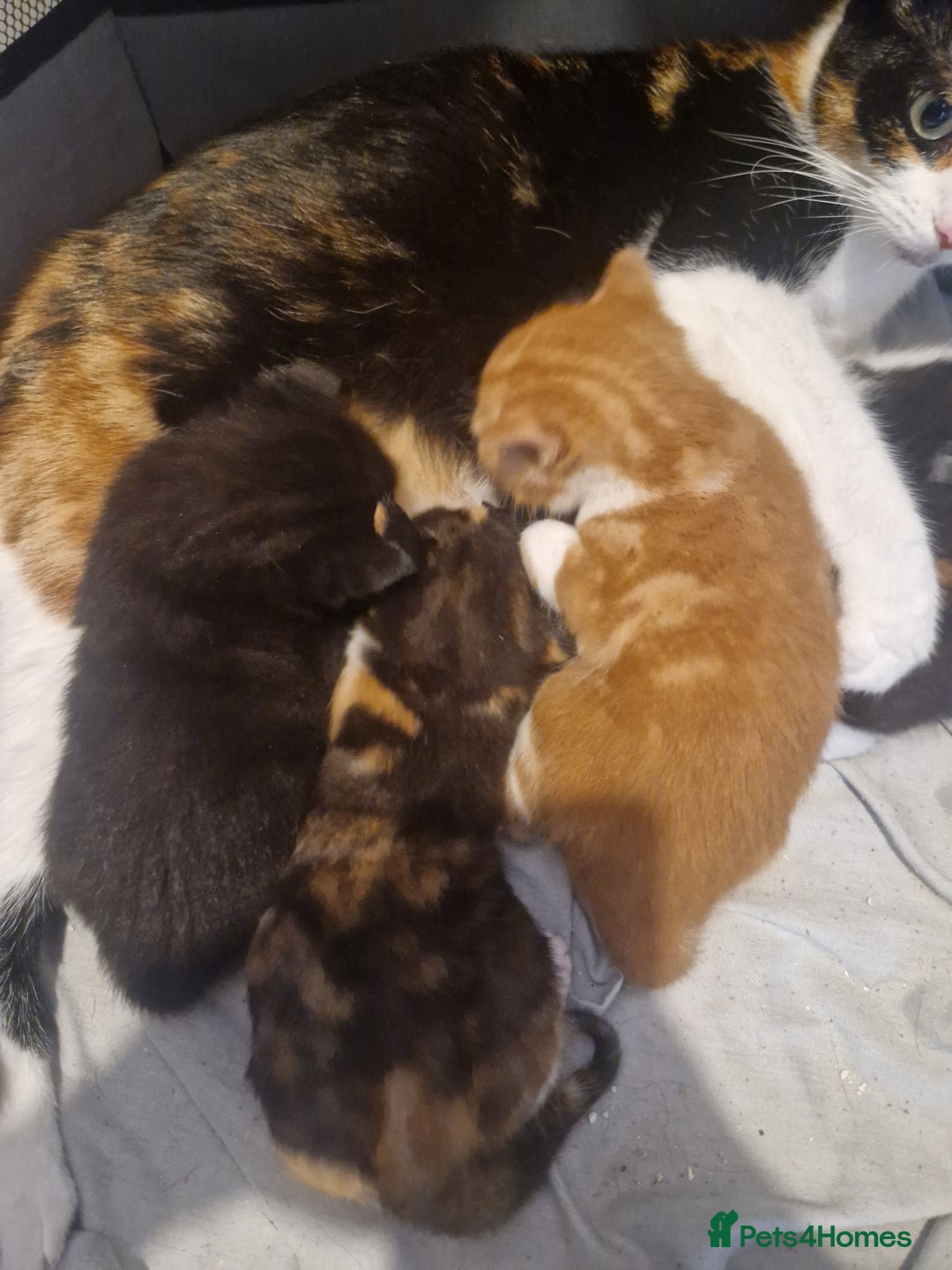 Mixed Breed cats for sale: 5 beautiful kittens, 2 semi long haired.  ❤️ - Image 7