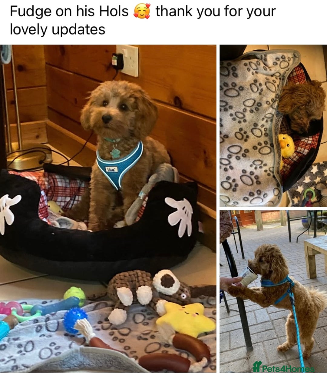 Toy Poodle dogs for stud: Toy Poodle KC - Stud and  fully health tested  - Image 23