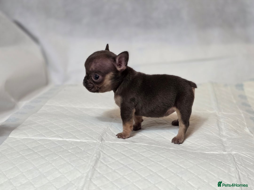 French Bulldog dogs for sale: TOP QUALITY KC REG FRENCHIES AVAILABLE  - Image 39