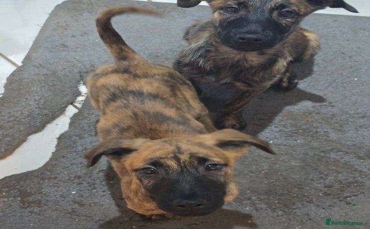 Mixed Breed dogs - Advert 4