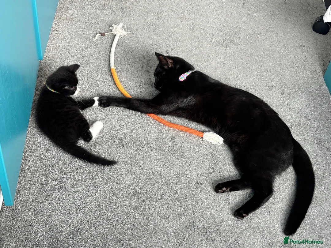 Mixed Breed cats for sale:  7-WEEK-OLD TUXEDO BOY KITTEN in London - Advert 2