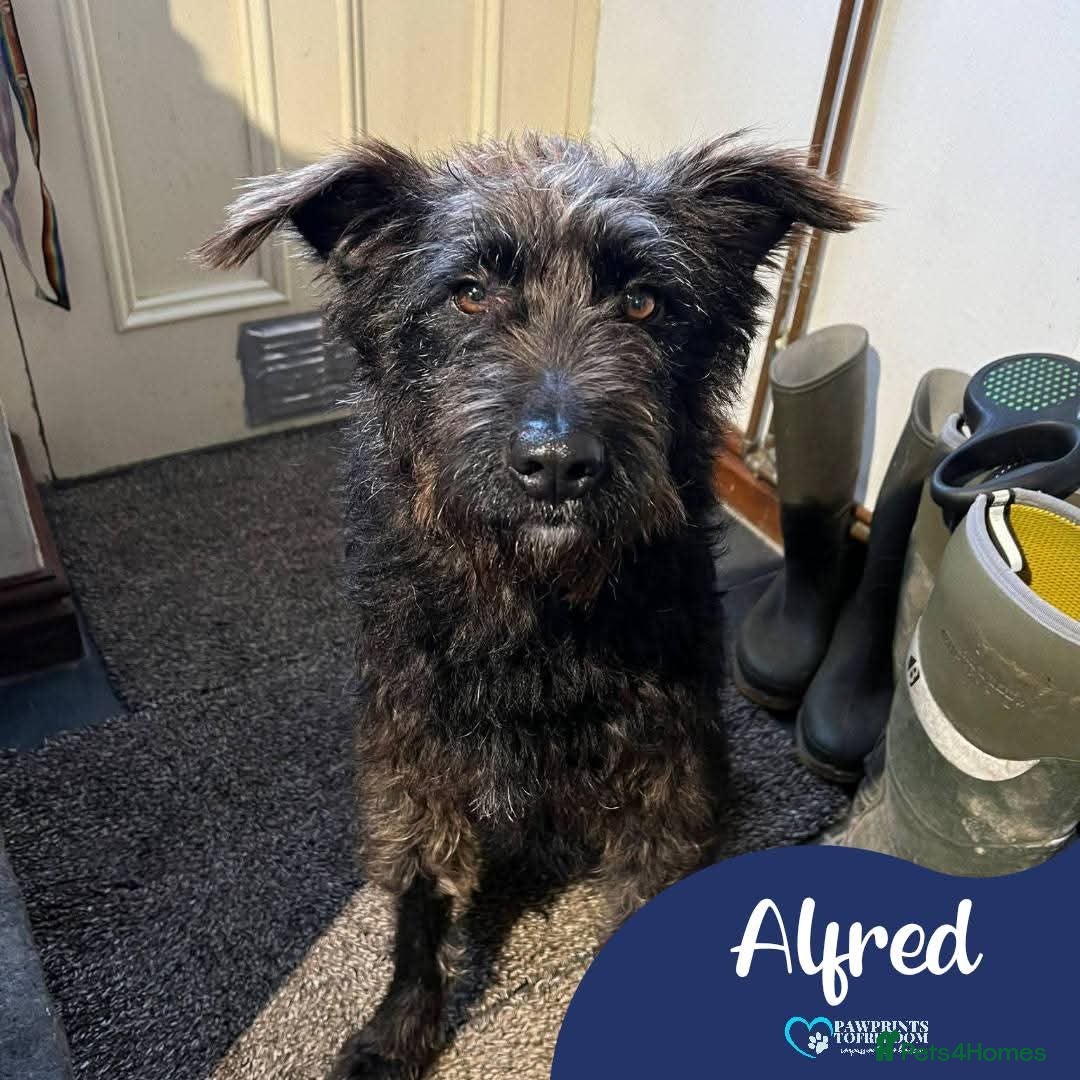 Mixed Breed dogs Meet Alfie, currently residing in Cumbria - Advert 1