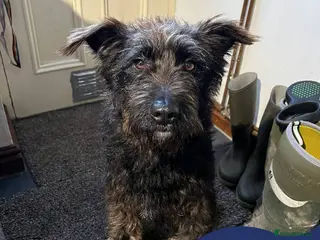 Mixed Breed dogs Meet Alfie, currently residing in Cumbria - Advert 3