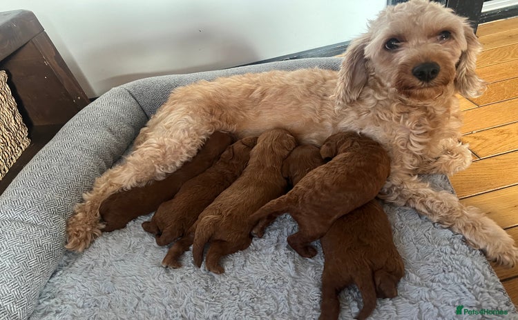 Cavapoo dogs - Advert 2