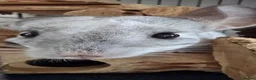 Chinchilla rodents for sale: 2 Male chinchillas - Advert 6