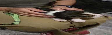 Beagle 3