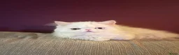Persian cats for sale: Odd eyed male kitten  - Advert 6
