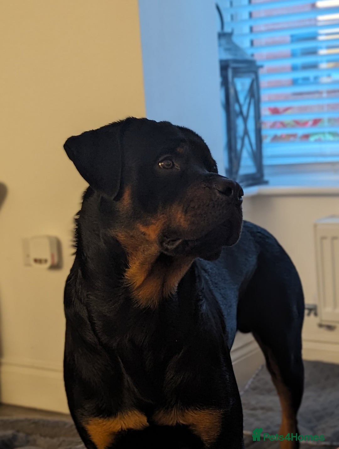 Rottweiler dogs for stud: Rottweiler for STUD only (not for sale/rehoming) - Advert 13
